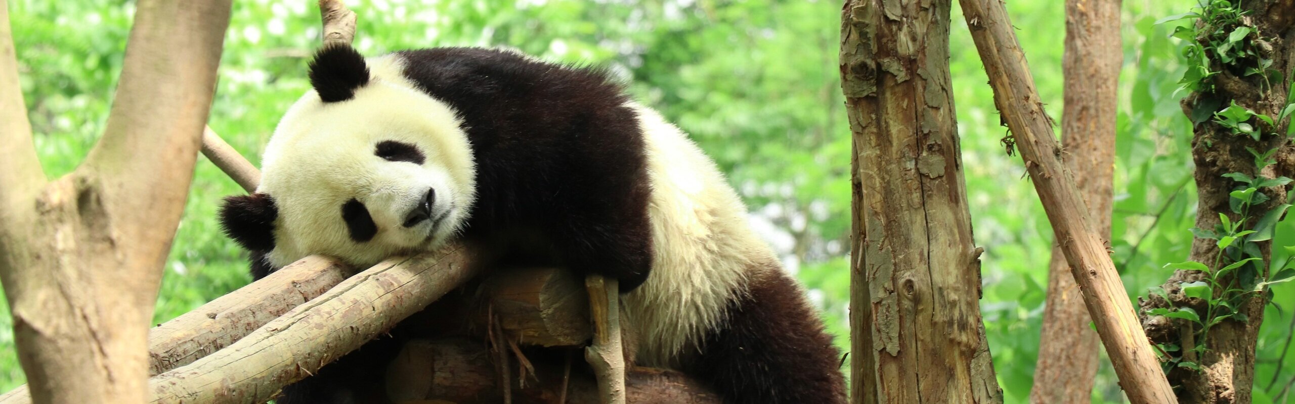 Chengdu Travel Guide 2025: Attractions, Itinerary, Best Times 